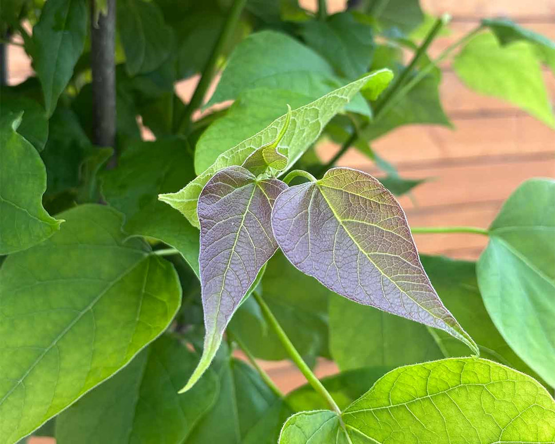 Großkroniger Trompetenbaum – Catalpa bungei