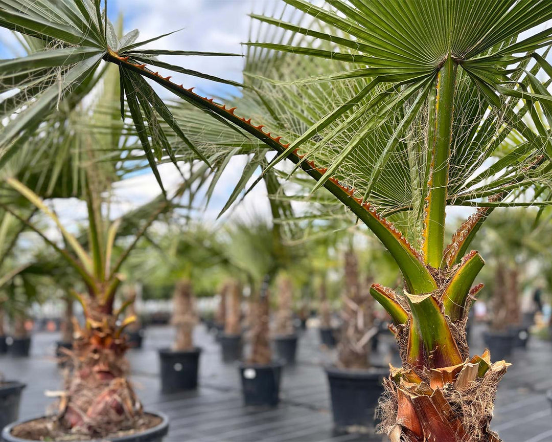 Washingtonia robusta (Mexikanische Washington-Palme)
