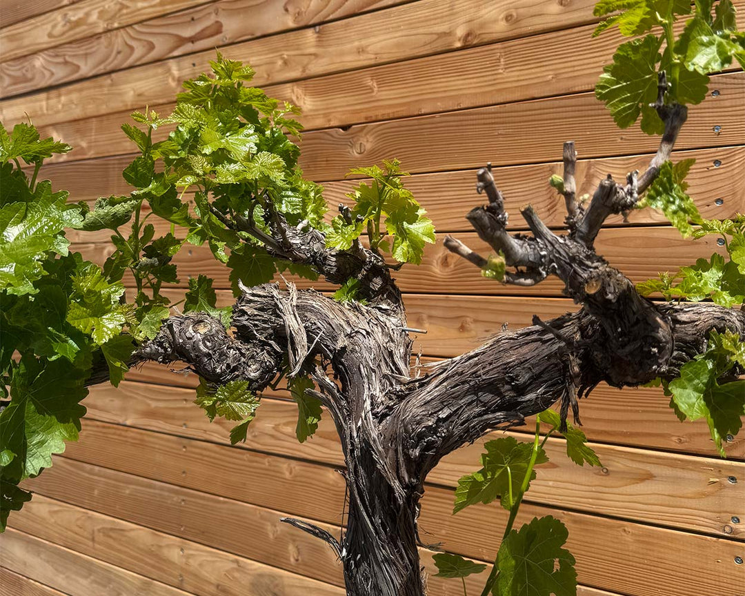 Weinrebe (Vitis vinifera)