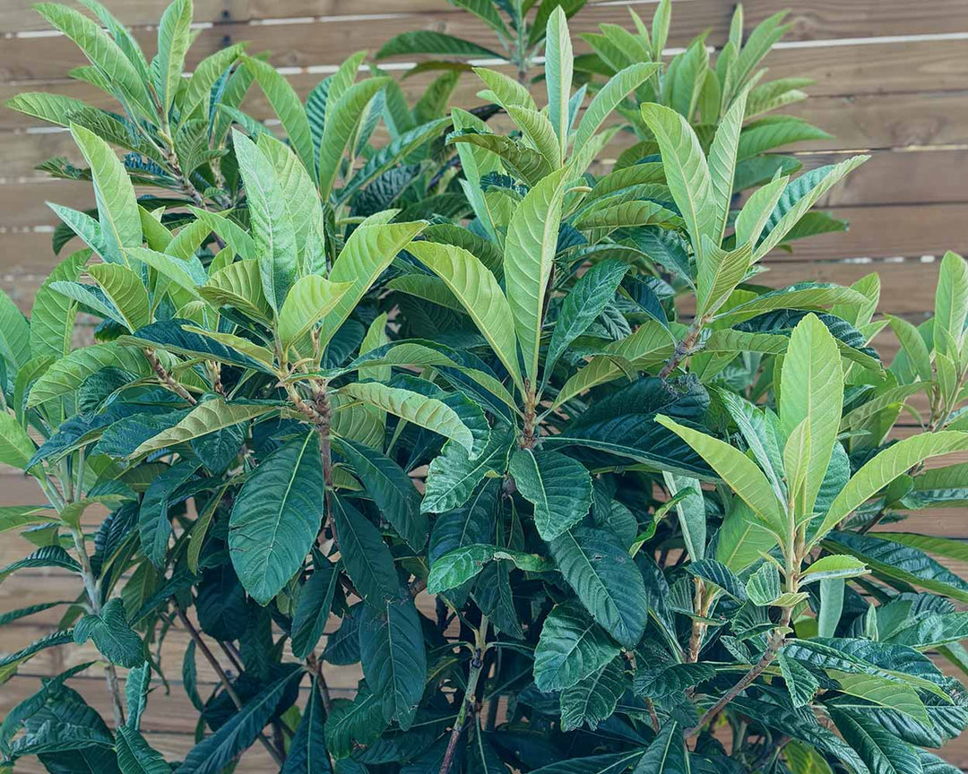 Wollmispel – Eriobotrya japonica