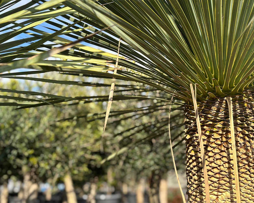 Palmlilie (Yucca rostrata)
