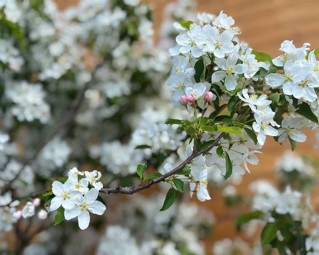 Zierapfel - Malus ‘Braendkjaer’ (Mehrstämmig)