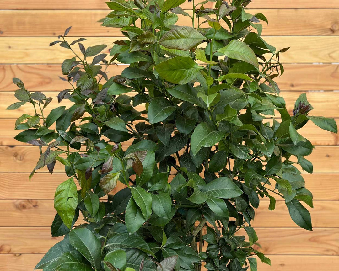 Zitronenbaum (Citrus limon)