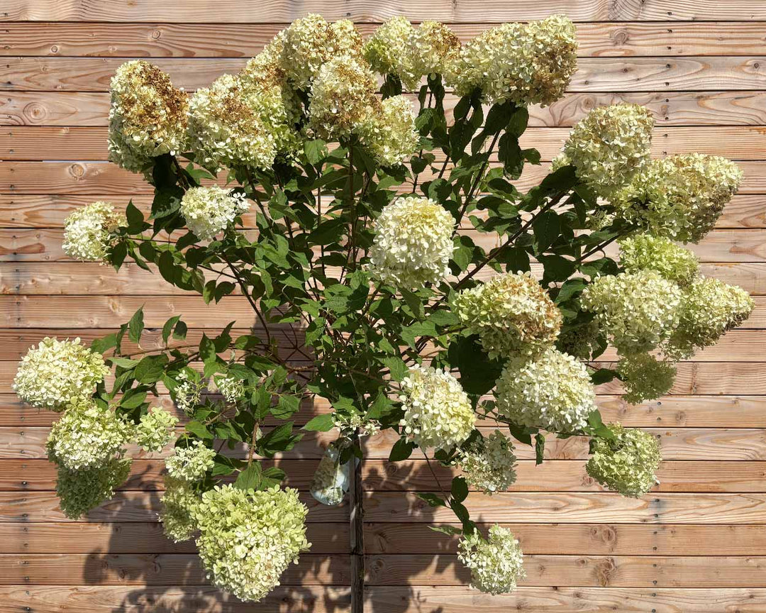 Rispenhortensie "Hydrangea paniculata ‘Limelight’" Halbstamm
