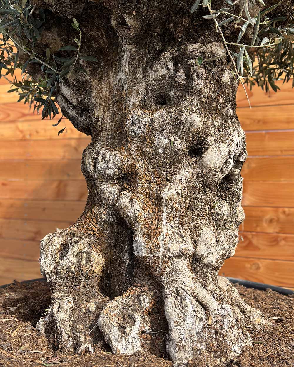 Olivenbaum „Majessto“