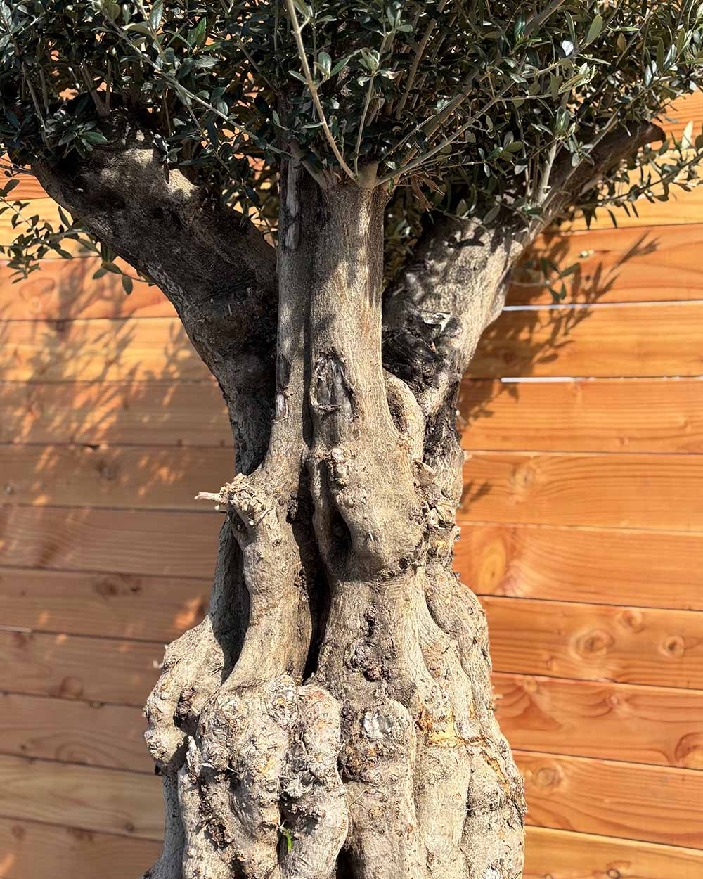 Olivenbaum „Terra“