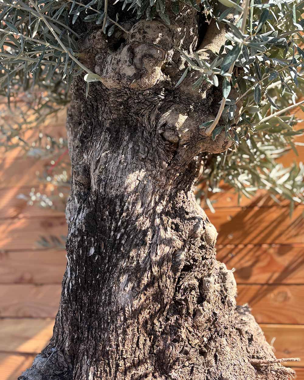 Olivenbaum „Medio“