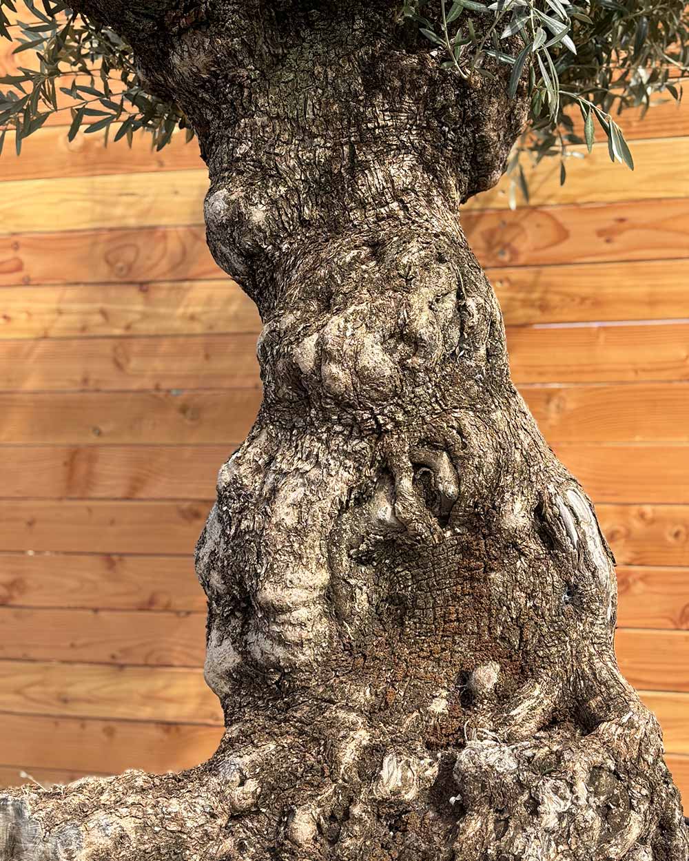 Olivenbaum „Gigante“