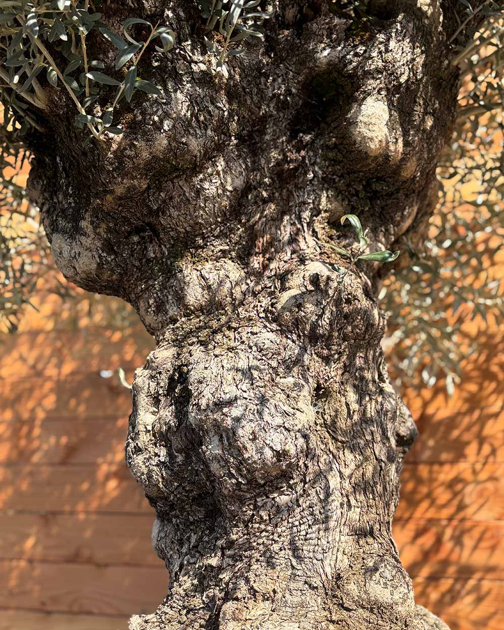 Olivenbaum „Forte“