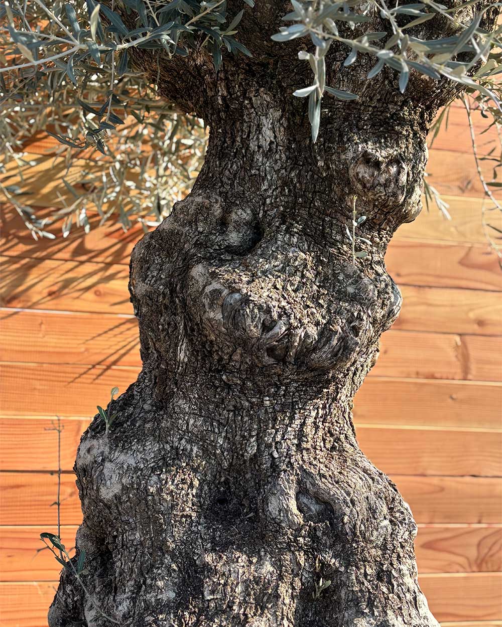Olivenbaum „Grande“