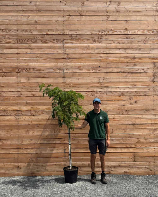 Seidenbaum "Albizia julibrissin Ombrella" Halbstamm