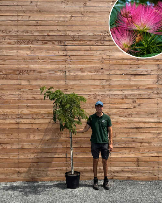 Seidenbaum – Albizia julibrissin