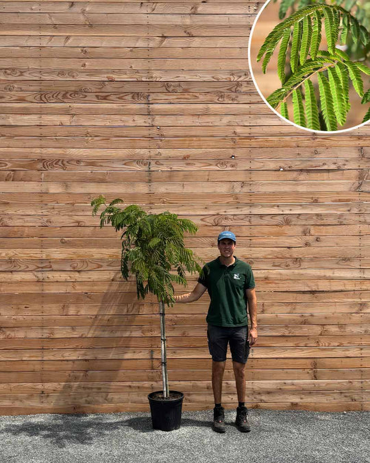 Seidenbaum (Albizia julibrissin Ombrella) Halbstamm