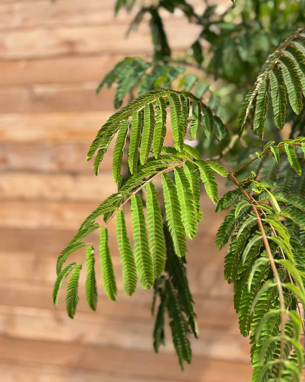 Seidenbaum "Albizia julibrissin Ombrella" Halbstamm