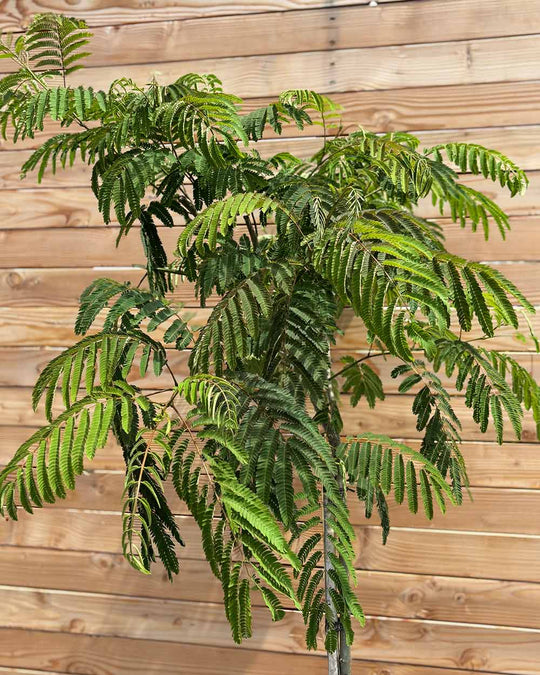 Seidenbaum "Albizia julibrissin Ombrella" Halbstamm