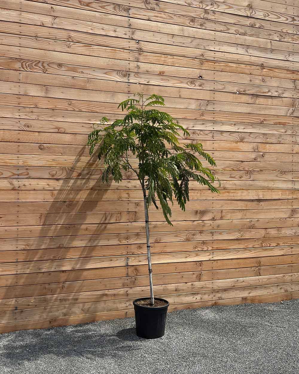 Seidenbaum "Albizia julibrissin Ombrella" Halbstamm