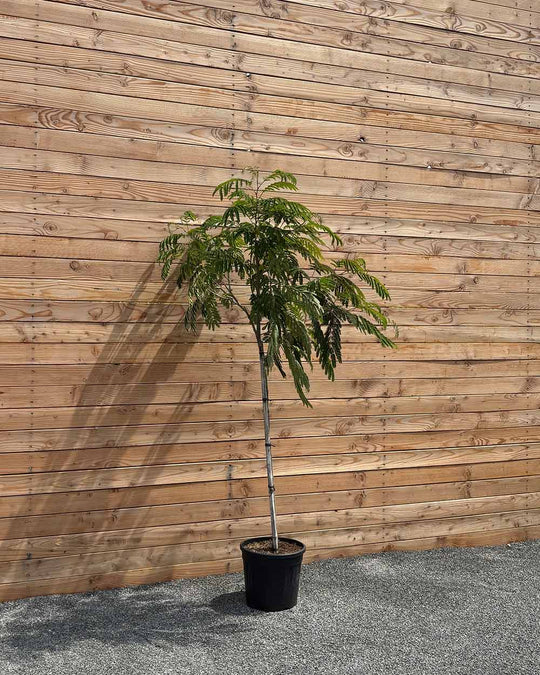 Seidenbaum "Albizia julibrissin Ombrella" Halbstamm