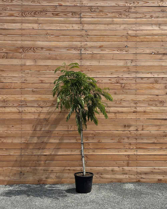 Seidenbaum "Albizia julibrissin Ombrella" Halbstamm
