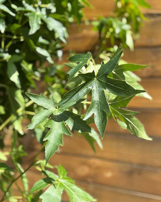 Amberbaum – Liquidambar styraciflua ‘Worplesdon’ (Mehrstämmig) (Pre Sale)
