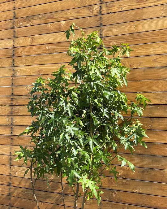 Amberbaum – Liquidambar styraciflua ‘Worplesdon’ (Mehrstämmig) (Pre Sale)