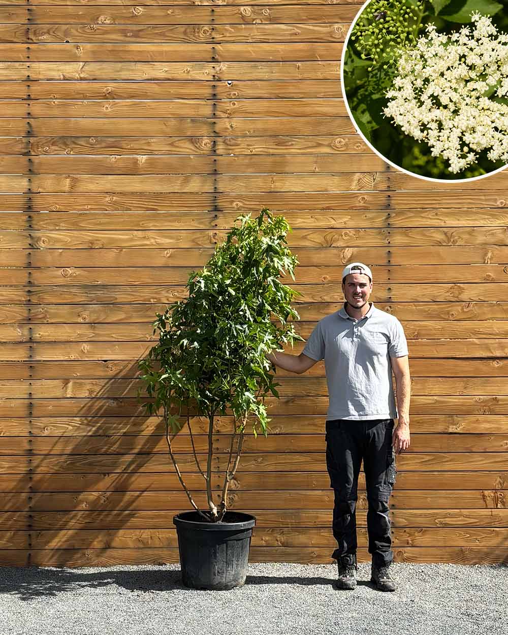 Amberbaum – Liquidambar styraciflua ‘Worplesdon’ (Mehrstämmig) (Pre Sale)