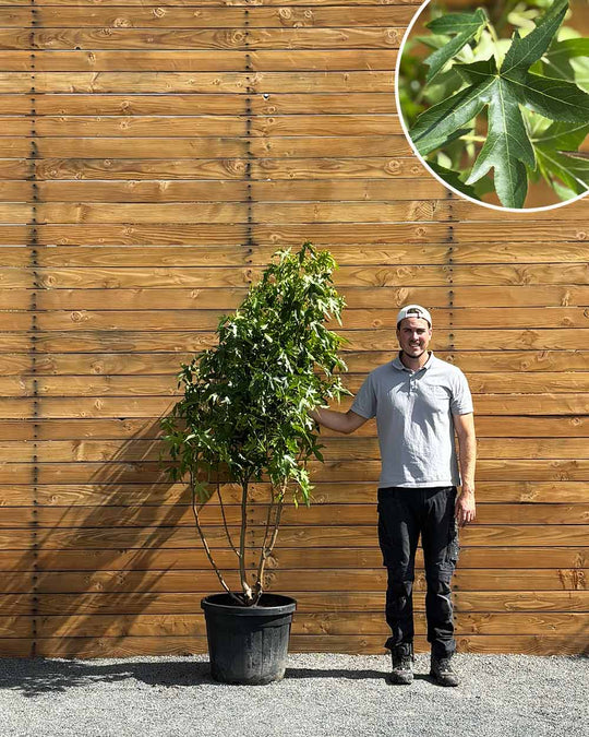 Amberbaum – Liquidambar styraciflua ‘Worplesdon’ (Mehrstämmig) (Pre Sale)