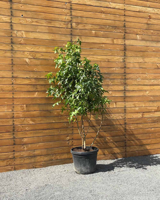 Amberbaum – Liquidambar styraciflua ‘Worplesdon’ (Mehrstämmig) (Pre Sale)