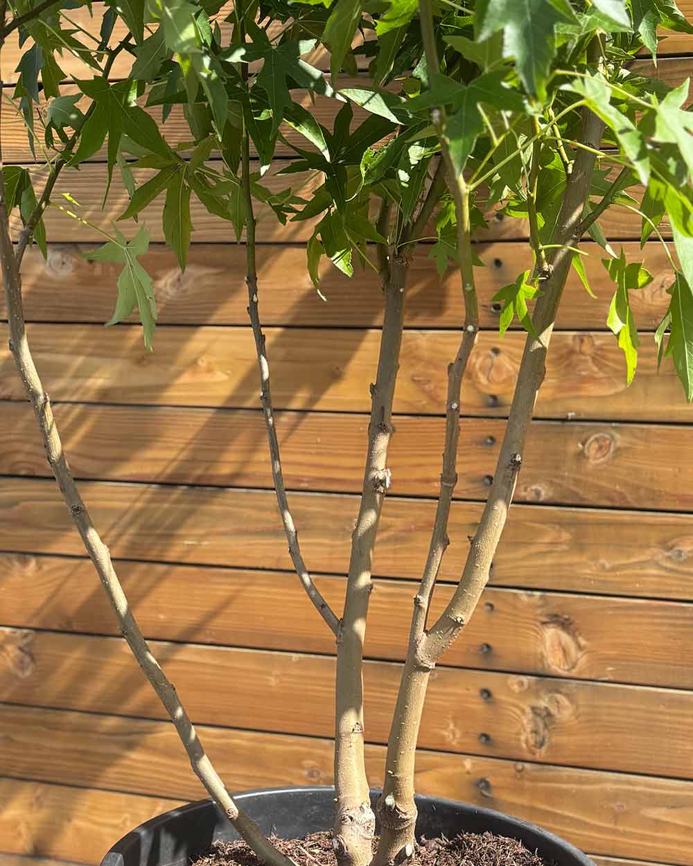 Amberbaum – Liquidambar styraciflua ‘Worplesdon’ (Mehrstämmig) (Pre Sale)