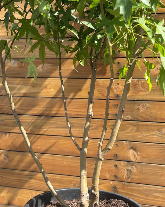 Amberbaum – Liquidambar styraciflua ‘Worplesdon’ (Mehrstämmig) (Pre Sale)