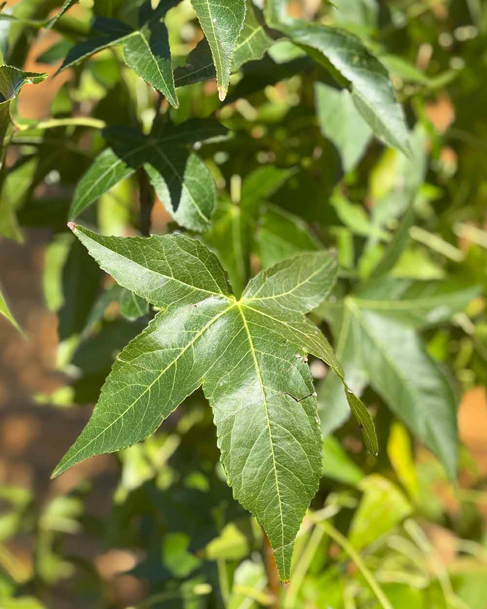 Säulen-Amberbaum – Liquidambar styraciflua ‘Slender Silhouette’ (Mehrstämmig) (Pre Sale)