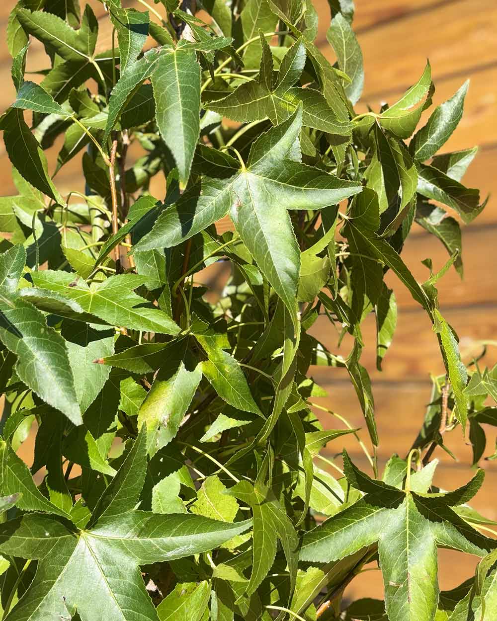 Säulen-Amberbaum – Liquidambar styraciflua ‘Slender Silhouette’ (Mehrstämmig) (Pre Sale)