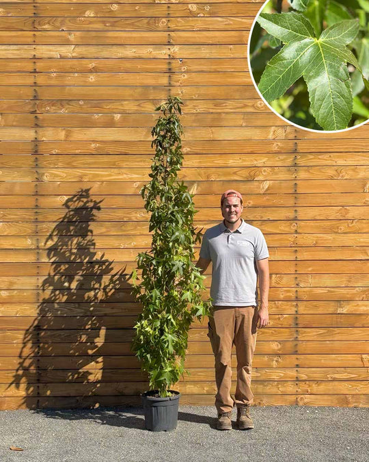 Säulen-Amberbaum – Liquidambar styraciflua ‘Slender Silhouette’ (Mehrstämmig) (Pre Sale)