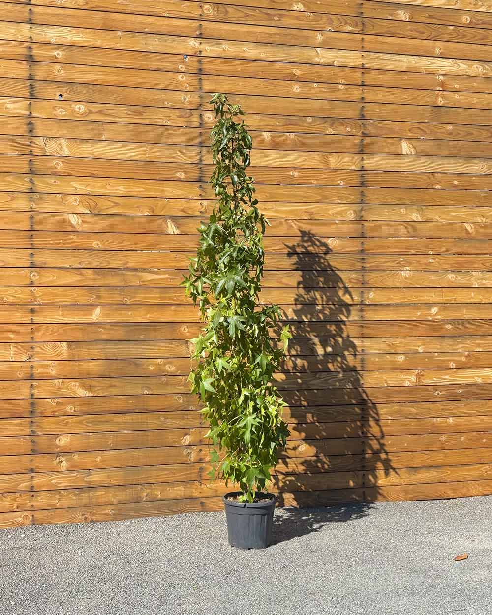 Säulen-Amberbaum – Liquidambar styraciflua ‘Slender Silhouette’ (Mehrstämmig) (Pre Sale)