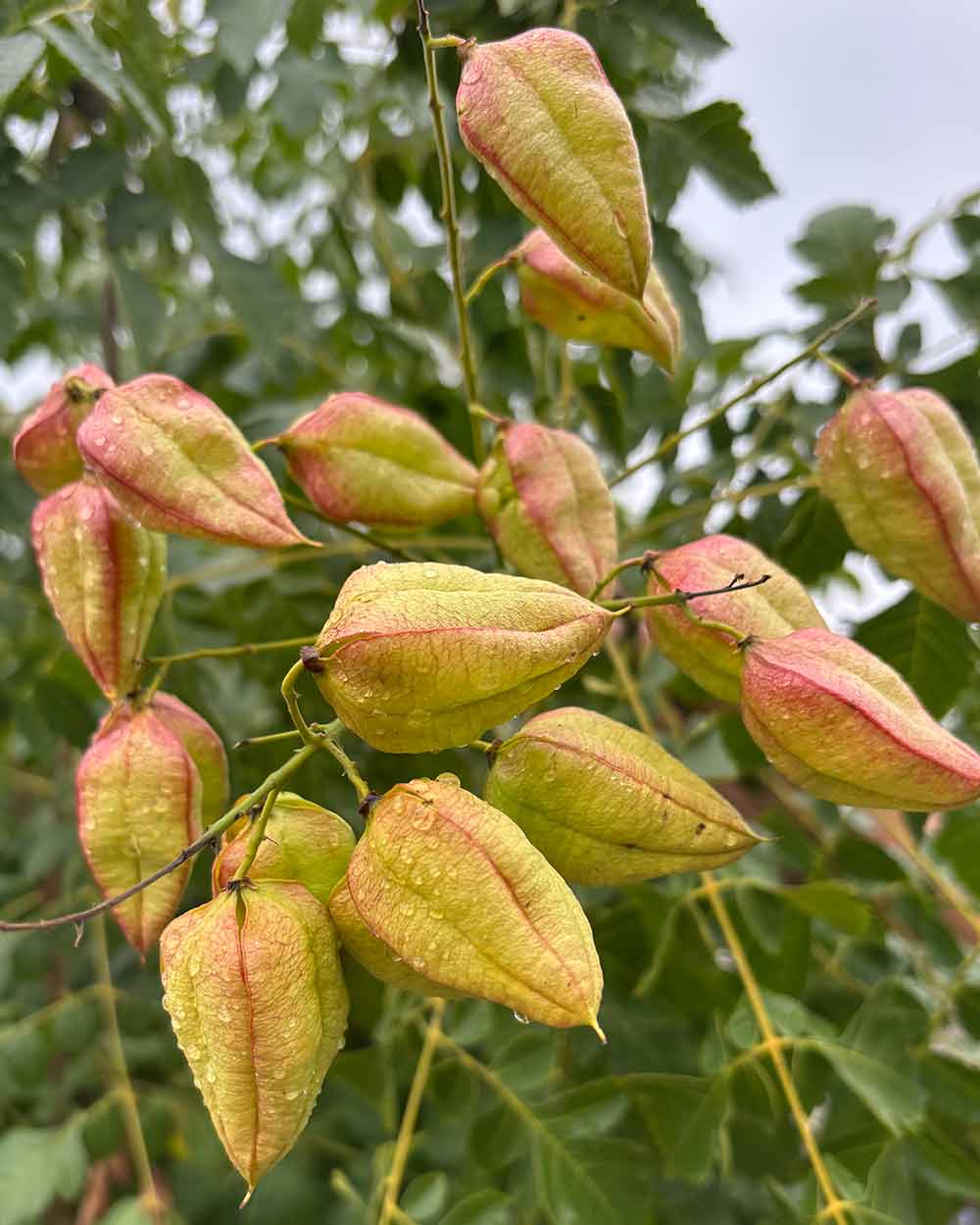 Blasenbaum (Koelreuteria Paniculata) Mehrstämmig