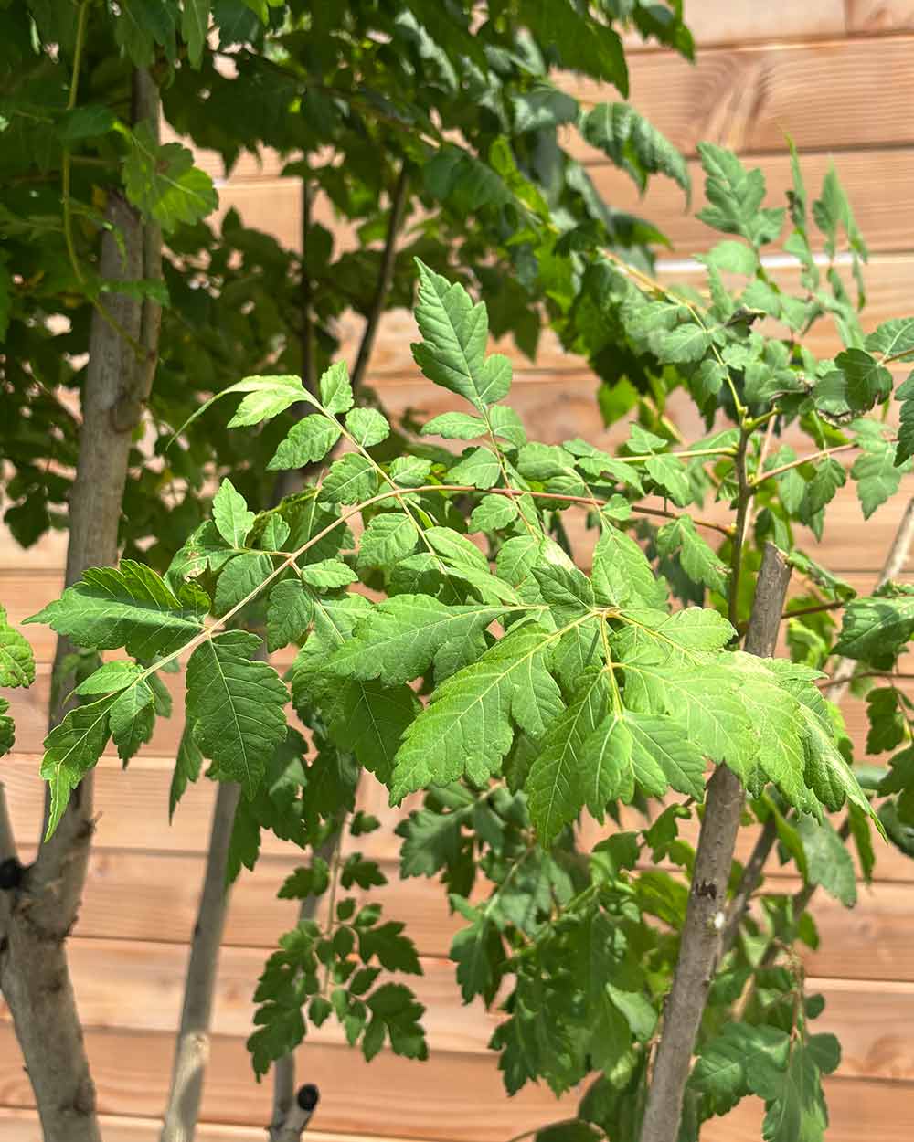 Blasenbaum "Koelreuteria Paniculata" Mehrstämmig