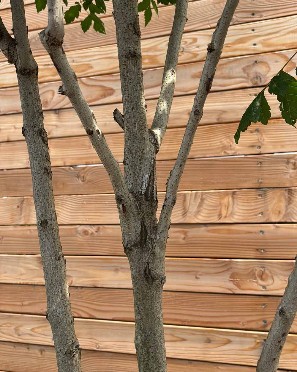 Blasenbaum "Koelreuteria Paniculata" Mehrstämmig