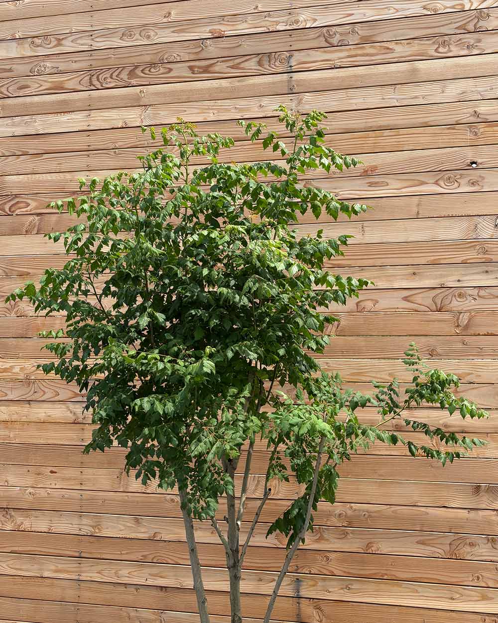 Blasenbaum "Koelreuteria Paniculata" Mehrstämmig