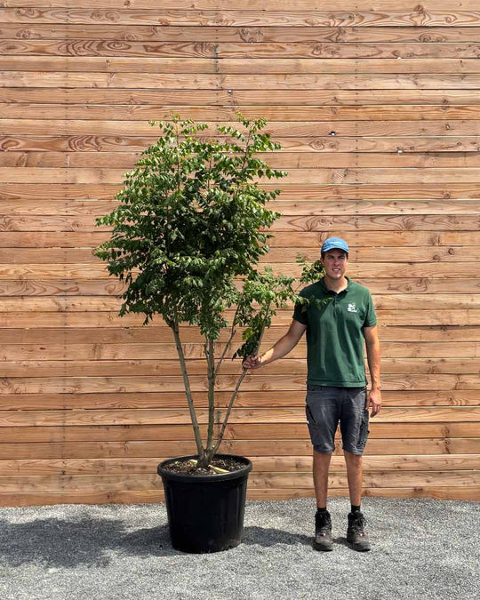Blasenbaum "Koelreuteria Paniculata" Mehrstämmig