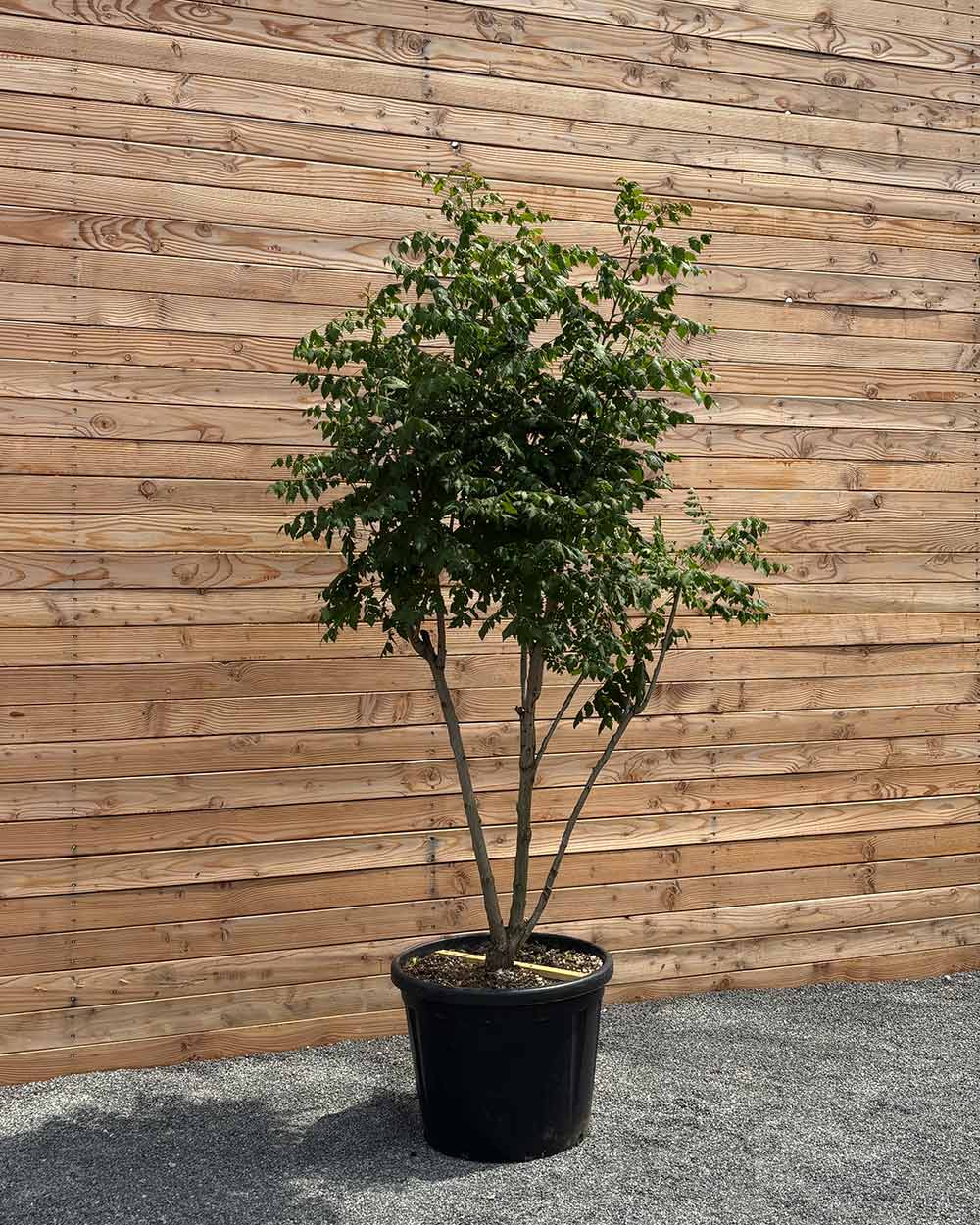 Blasenbaum "Koelreuteria Paniculata" Mehrstämmig