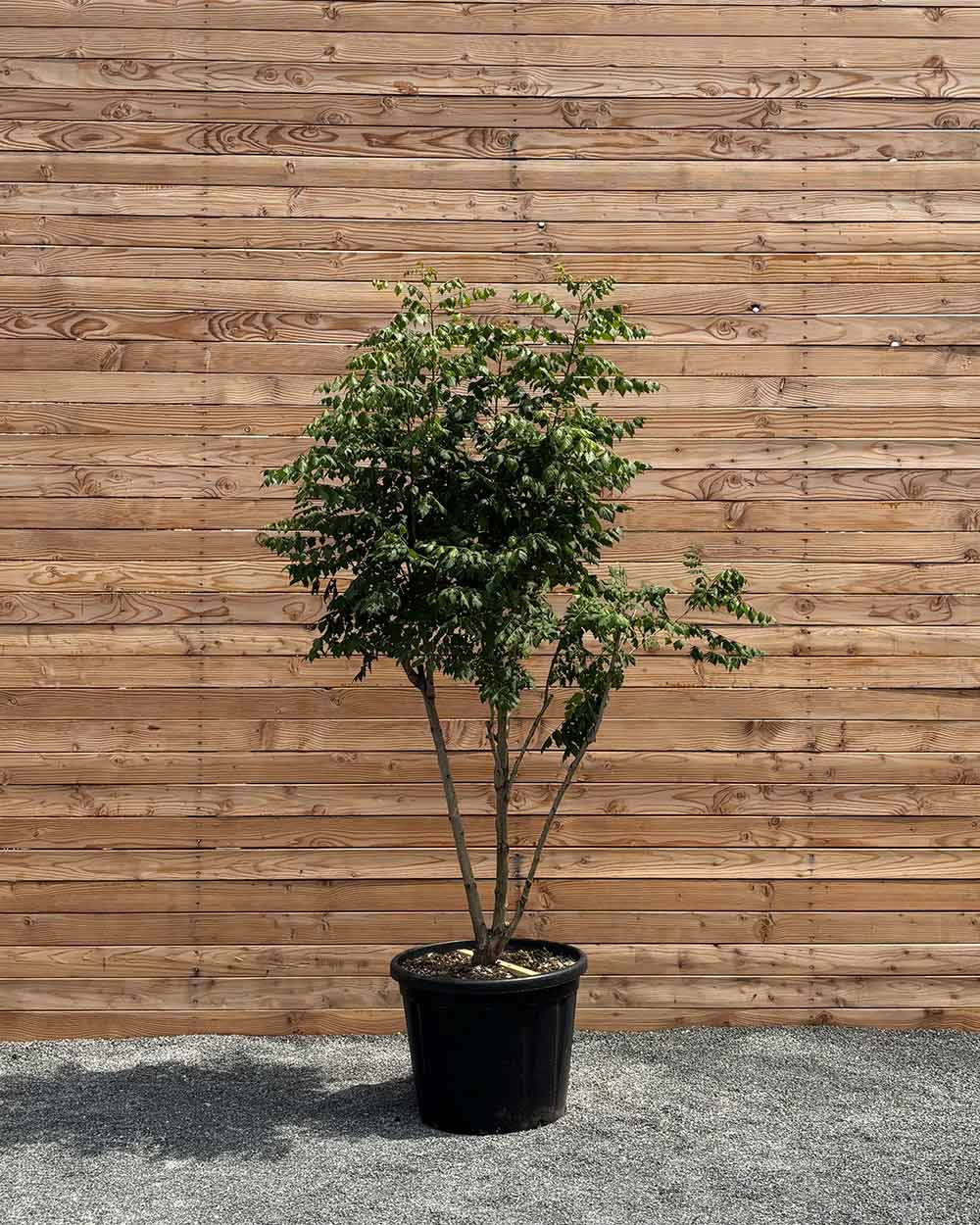 Blasenbaum "Koelreuteria Paniculata" Mehrstämmig