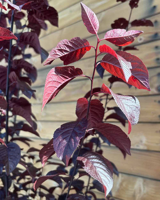 Blutpflaume – Prunus cerasifera ‘Nigra’ (Mehrstämmig)