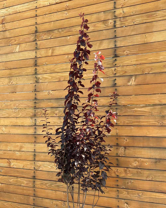 Blutpflaume – Prunus cerasifera ‘Nigra’ (Mehrstämmig)