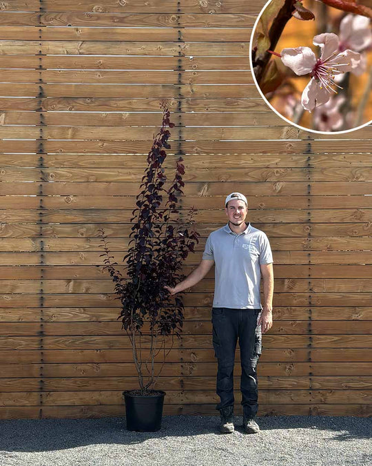 Blutpflaume – Prunus cerasifera ‘Nigra’ (Mehrstämmig)
