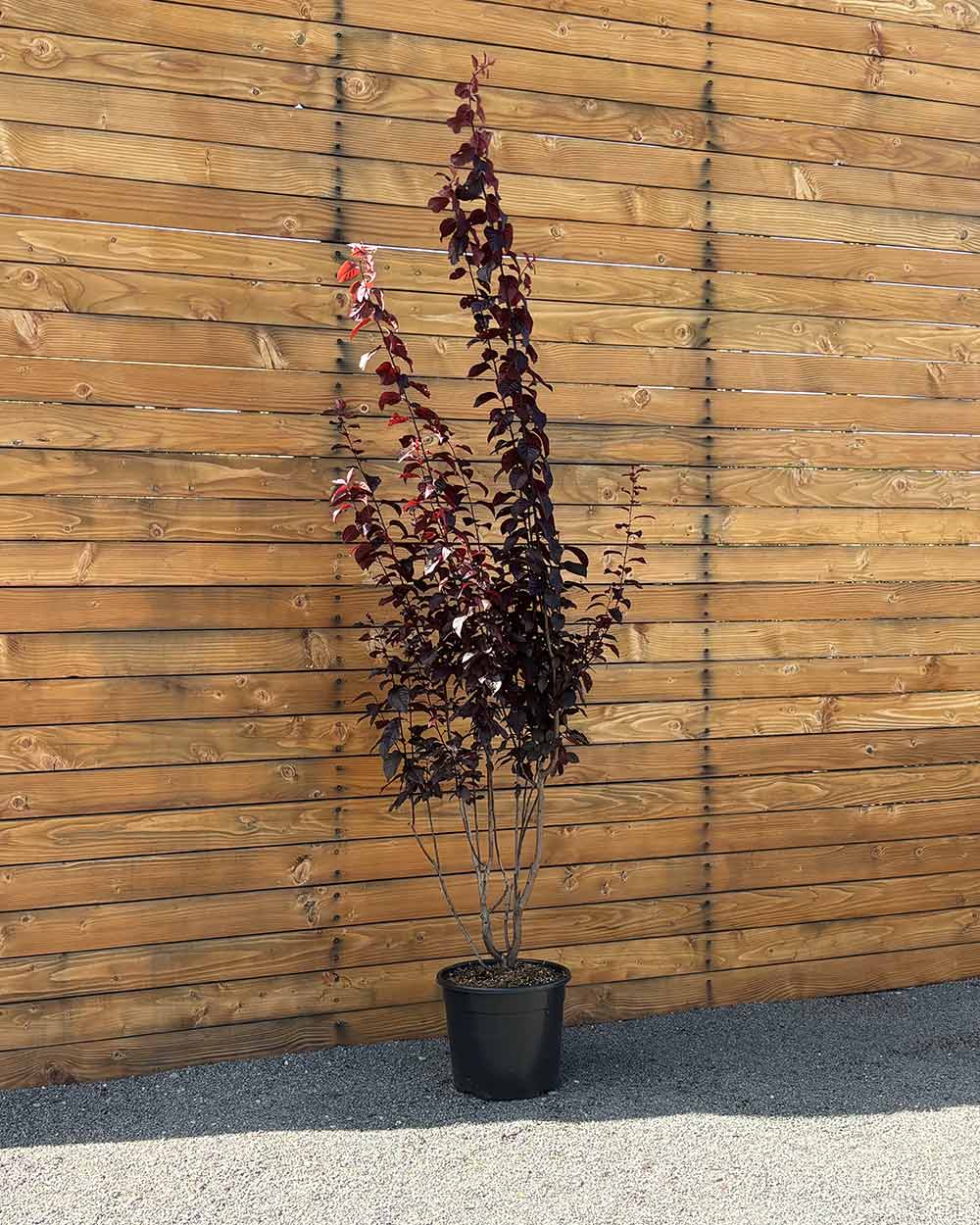 Blutpflaume – Prunus cerasifera ‘Nigra’ (Mehrstämmig)