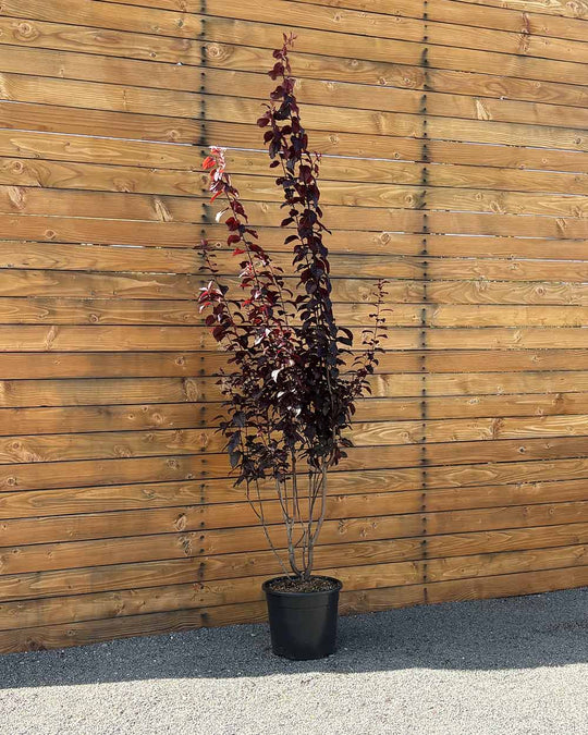 Blutpflaume – Prunus cerasifera ‘Nigra’ (Mehrstämmig)