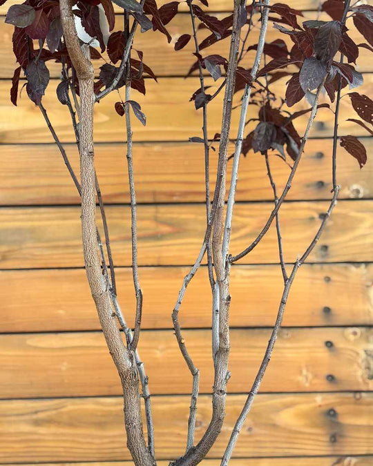 Blutpflaume – Prunus cerasifera ‘Nigra’ (Mehrstämmig)