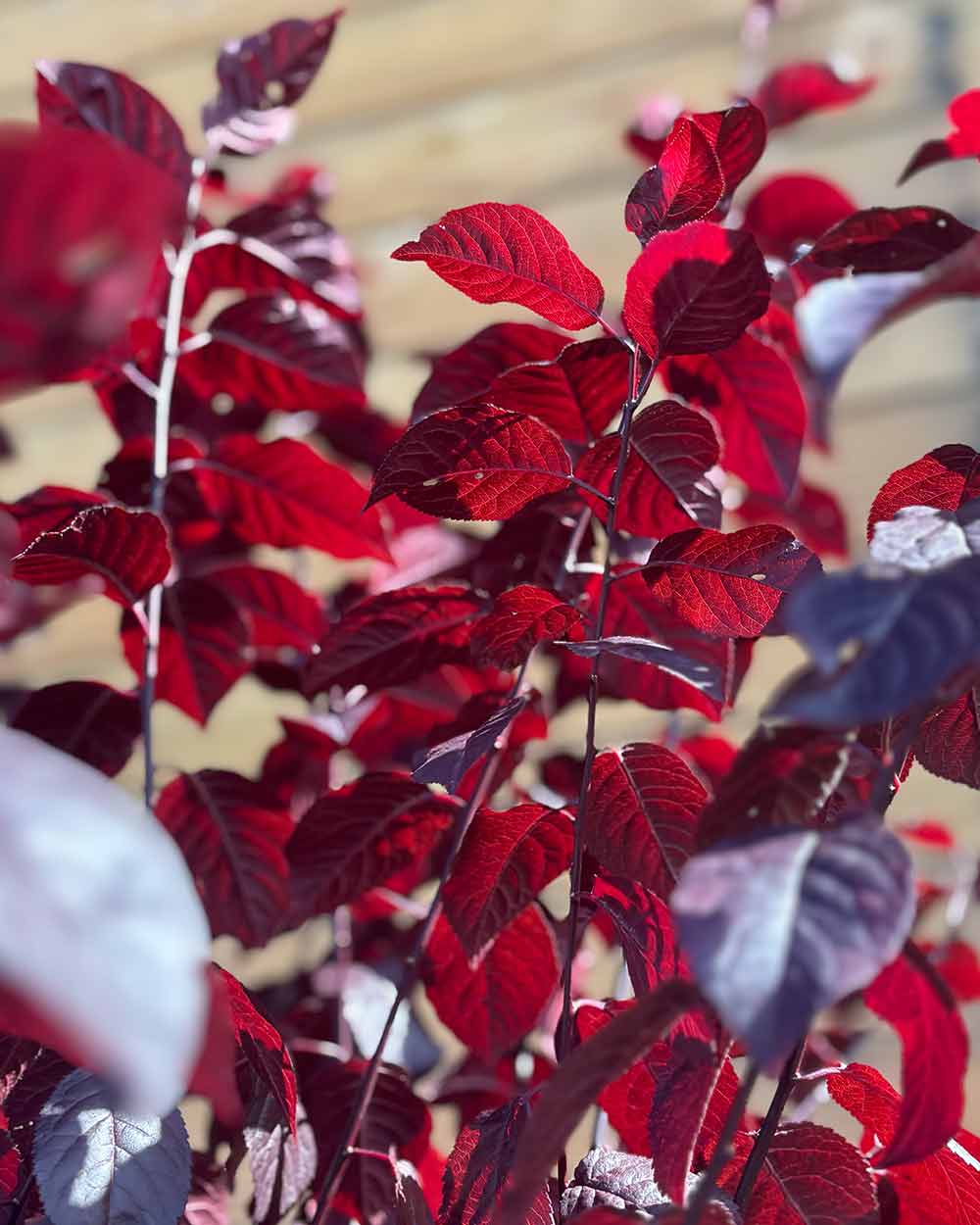 Blutpflaume – Prunus cerasifera ‘Nigra’ (Hochstamm) (Pre Sale)