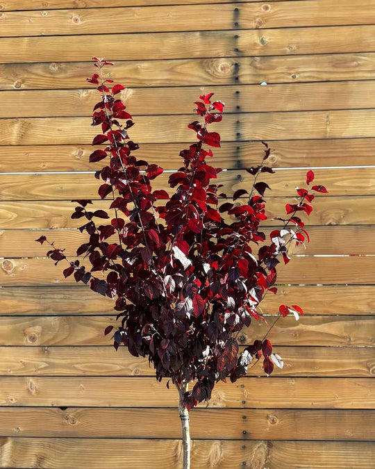 Blutpflaume – Prunus cerasifera ‘Nigra’ (Hochstamm) (Pre Sale)