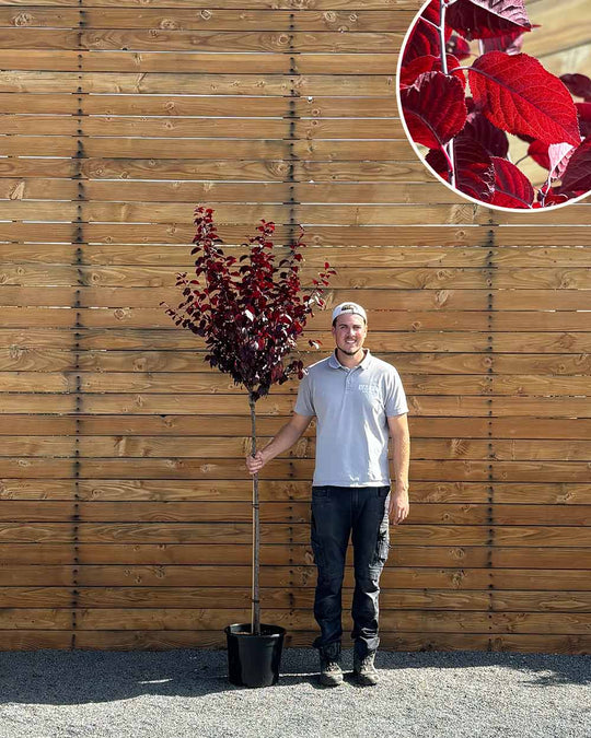 Blutpflaume – Prunus cerasifera ‘Nigra’ (Hochstamm) (Pre Sale)