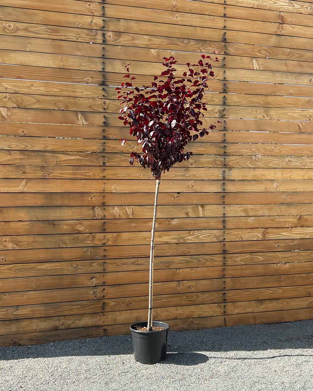 Blutpflaume – Prunus cerasifera ‘Nigra’ (Hochstamm) (Pre Sale)